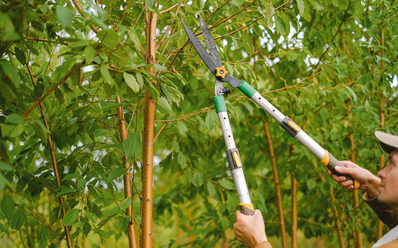 Tree trimming in Hicksville, NY